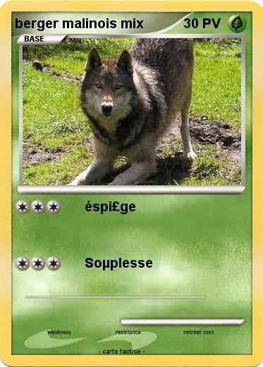 Pokemon berger malinois mix