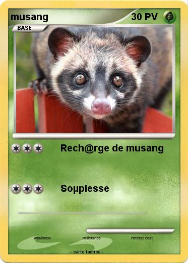 Pokemon musang