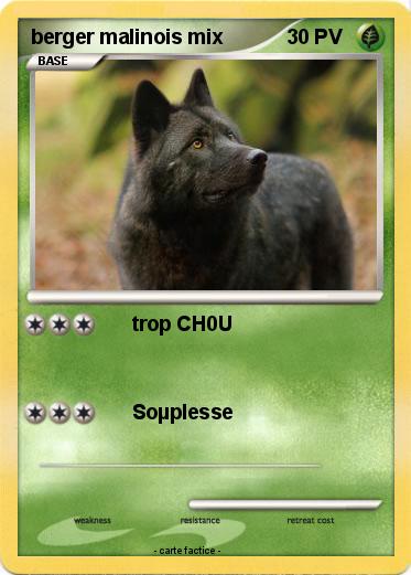 Pokemon berger malinois mix