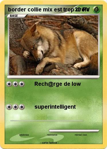 Pokemon border collie mix est trop drôle