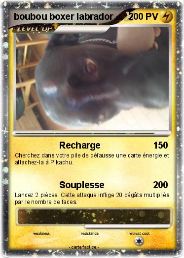 Pokemon boubou boxer labrador