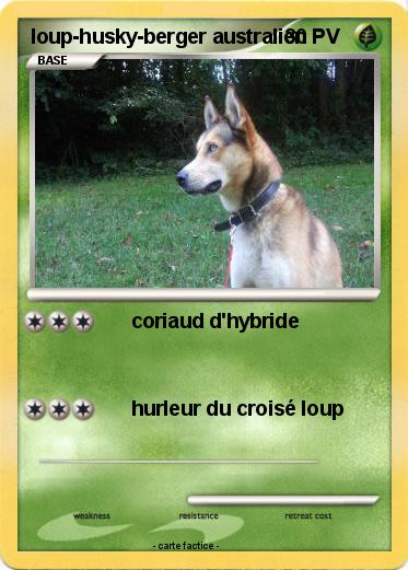 Pokemon loup-husky-berger australien