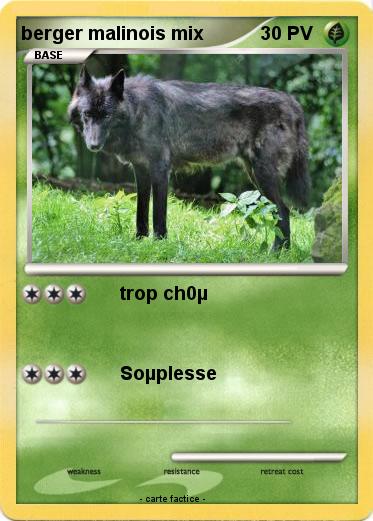 Pokemon berger malinois mix