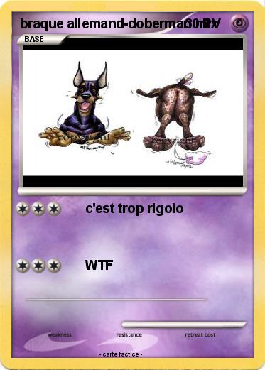 Pokemon braque allemand-doberman mix