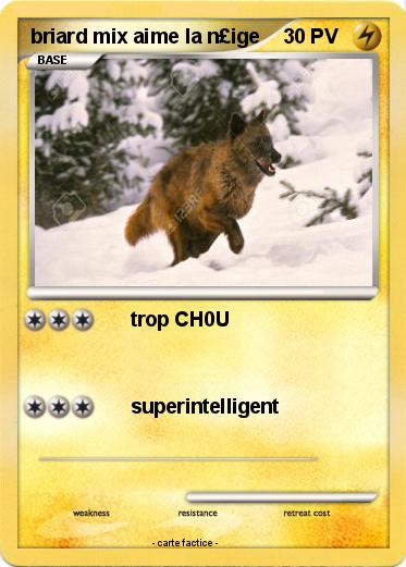 Pokemon briard mix aime la n£ige