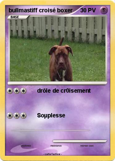 Pokemon bullmastiff croisé boxer