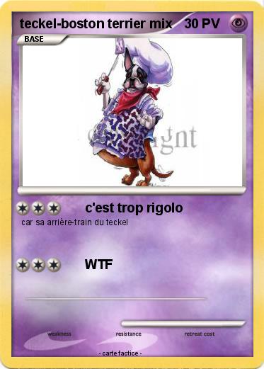 Pokemon teckel-boston terrier mix