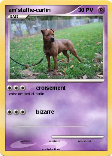 Pokemon am'staffie-carlin