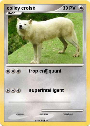 Pokemon colley croisé