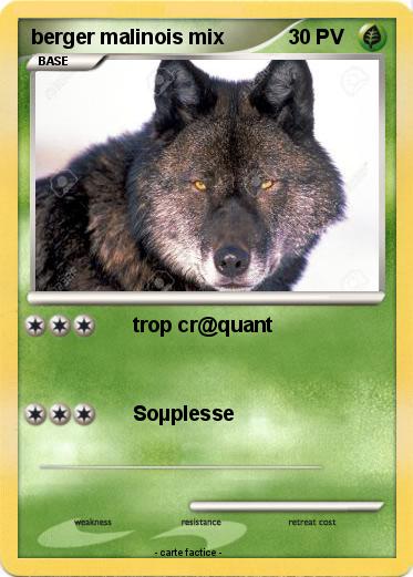 Pokemon berger malinois mix