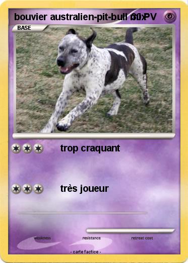 Pokemon bouvier australien-pit-bull mix