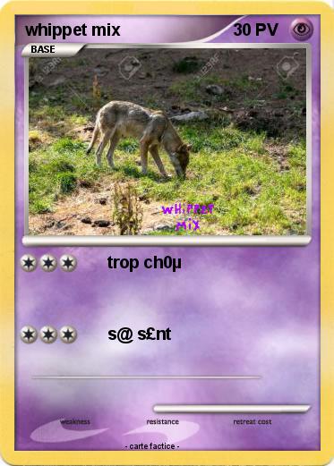 Pokemon whippet mix