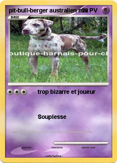 Pokemon pit-bull-berger australien mix