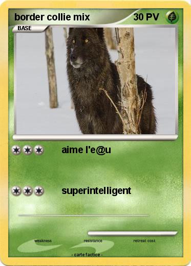 Pokemon border collie mix