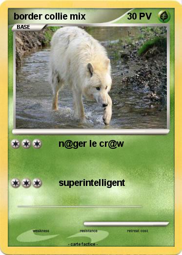 Pokemon border collie mix