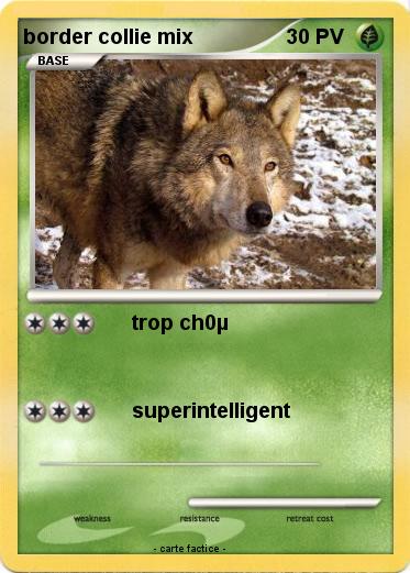 Pokemon border collie mix