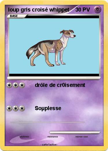 Pokemon loup gris croisé whippet