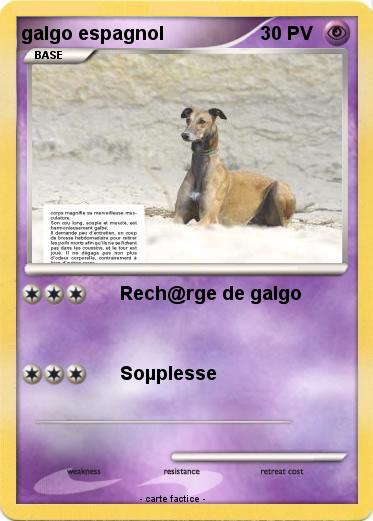 Pokemon galgo espagnol