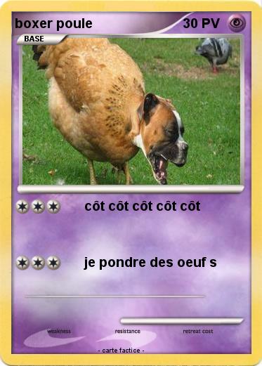 Pokemon boxer poule