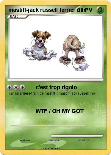 Pokemon mastiff-jack russell terrier mix