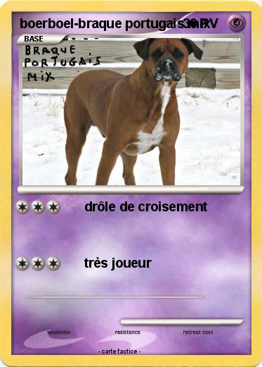 Pokemon boerboel-braque portugais mix