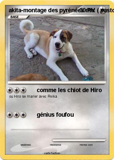 Pokemon akita-montage des pyrénées mix ( pastouka )