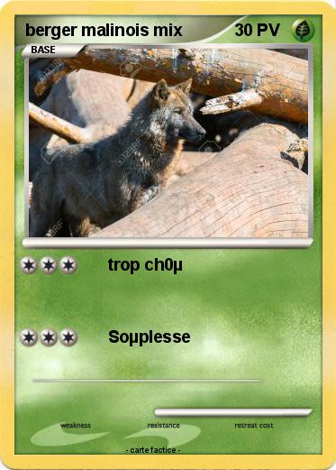 Pokemon berger malinois mix