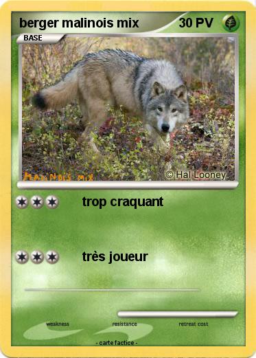 Pokemon berger malinois mix