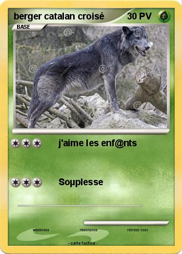 Pokemon berger catalan croisé