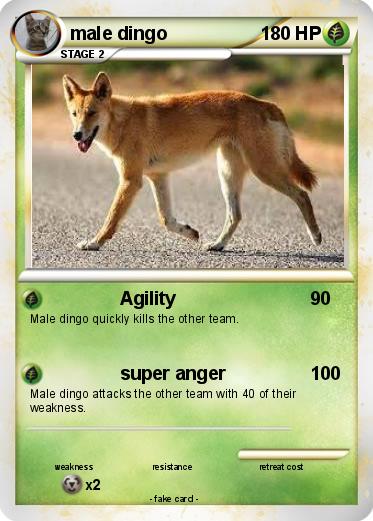 Pokemon male dingo