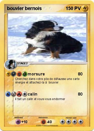 Pokemon bouvier bernois