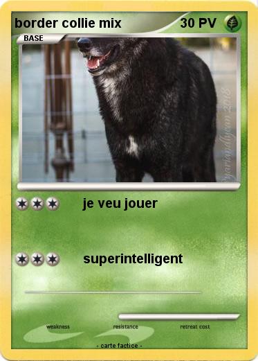 Pokemon border collie mix