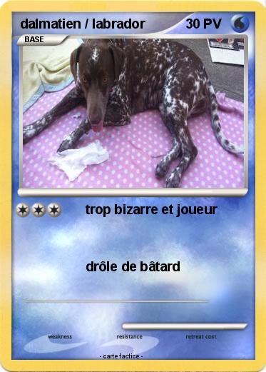 Pokemon dalmatien / labrador