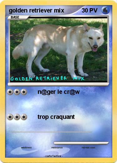 Pokemon golden retriever mix