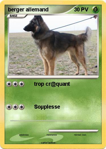 Pokemon berger allemand