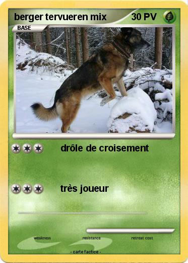 Pokemon berger tervueren mix