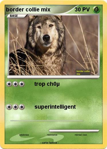 Pokemon border collie mix