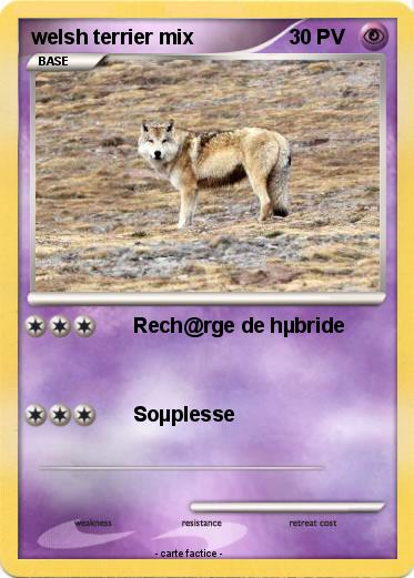 Pokemon welsh terrier mix