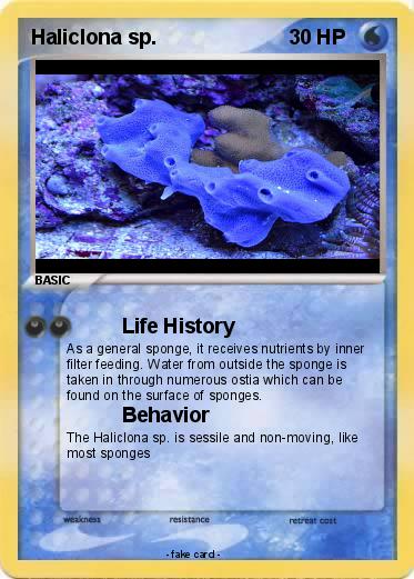 Pokemon Haliclona sp.