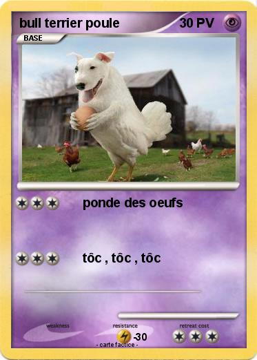 Pokemon bull terrier poule