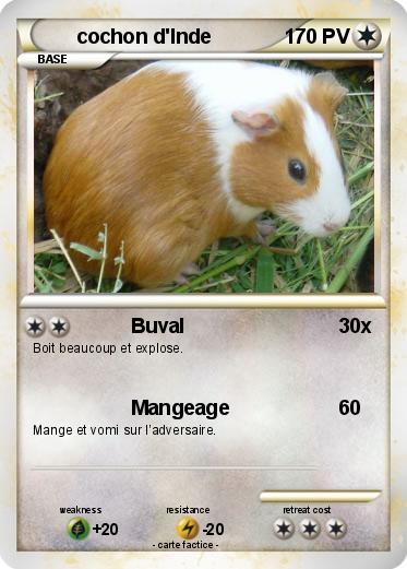 Pokemon cochon d'Inde