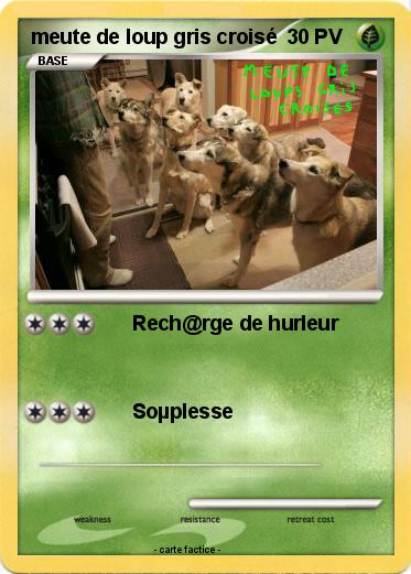 Pokemon meute de loup gris croisé