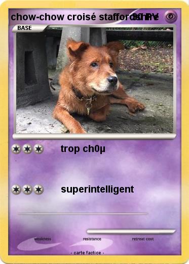 Pokemon chow-chow croisé staffordshire
