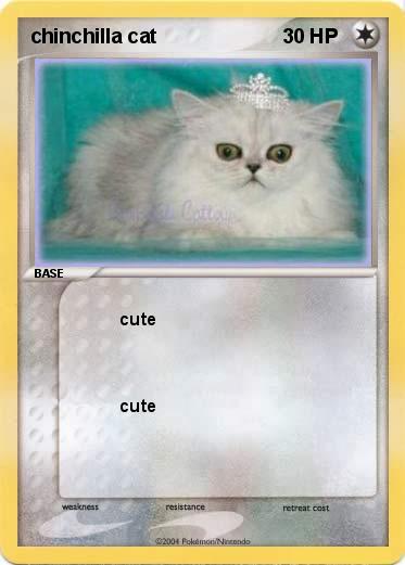 Pokemon chinchilla cat