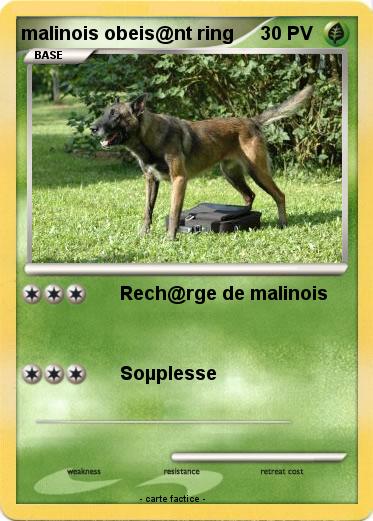Pokemon malinois obeis@nt ring