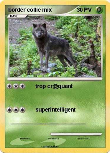 Pokemon border collie mix