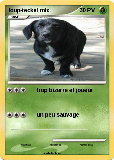 Pokemon loup-teckel mix
