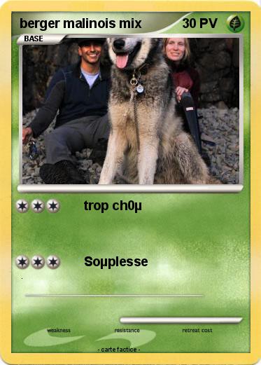 Pokemon berger malinois mix