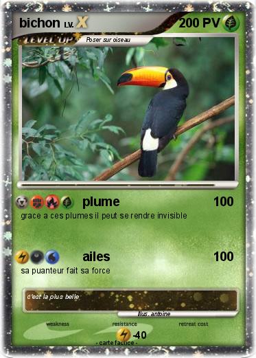 Pokemon bichon