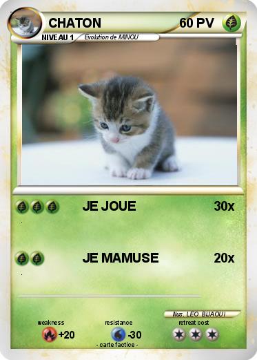 Pokemon CHATON